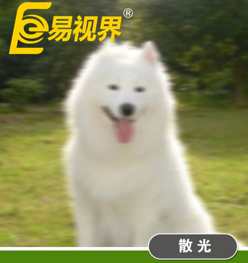 不一樣的眼病，不一樣的世界